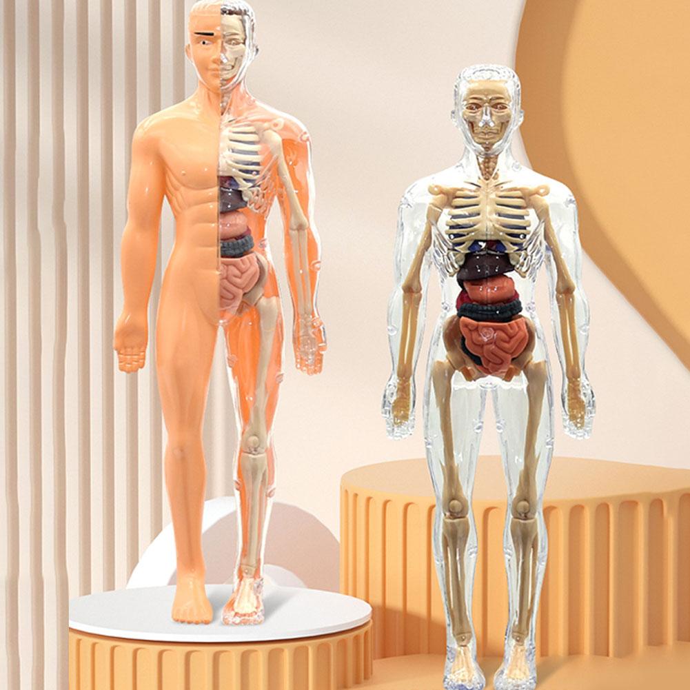 Human Body Puzzle - Model Tubuh Manusia 3D untuk Anatomi,