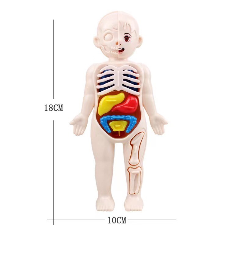 Human Body Puzzle - Puzzle 3D Montessori 14 Buah Model