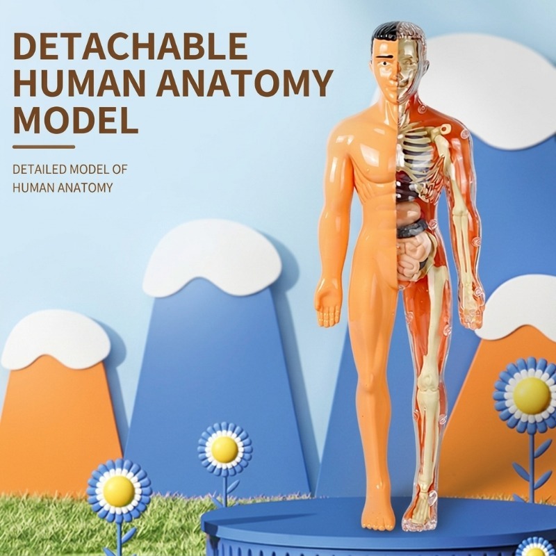 Human Body Puzzle - Set Percobaan Sains Model Tubuh Manusia
