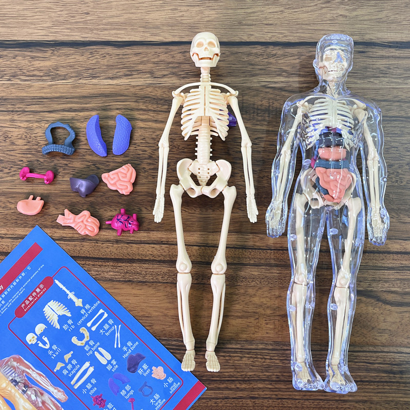 Human Body Puzzle - Kit Model Ilmiah Anatomi Organ Kerangka