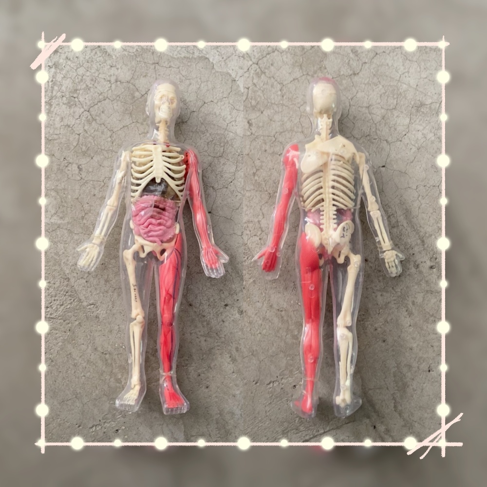 Human Body Puzzle - Tersedia Stok Default Defect Original Loose