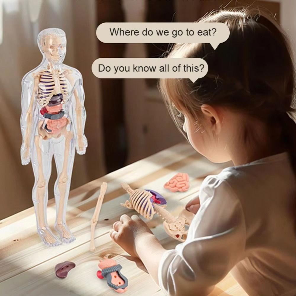 Human Body Puzzle - Plastik 3d Model Tubuh Manusia DIY