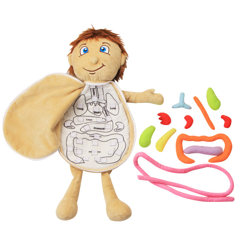 Alat Pengajaran Organ Tubuh Ma - Human Body Puzzle ulasan dan harga