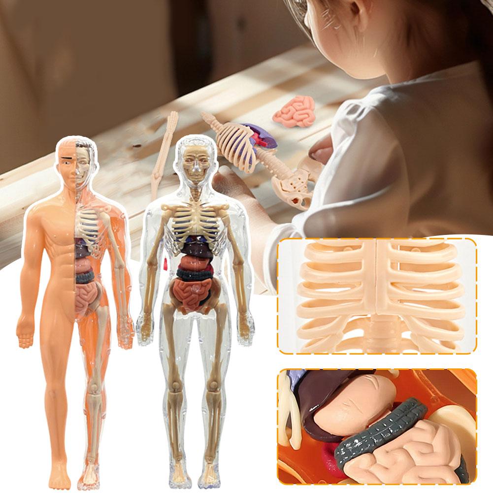 Model Tubuh Manusia 3D untuk A - Human Body Puzzle ulasan dan harga