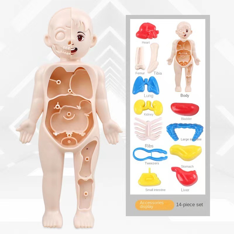 Puzzle 3D Montessori 14 Buah M - Human Body Puzzle ulasan dan harga