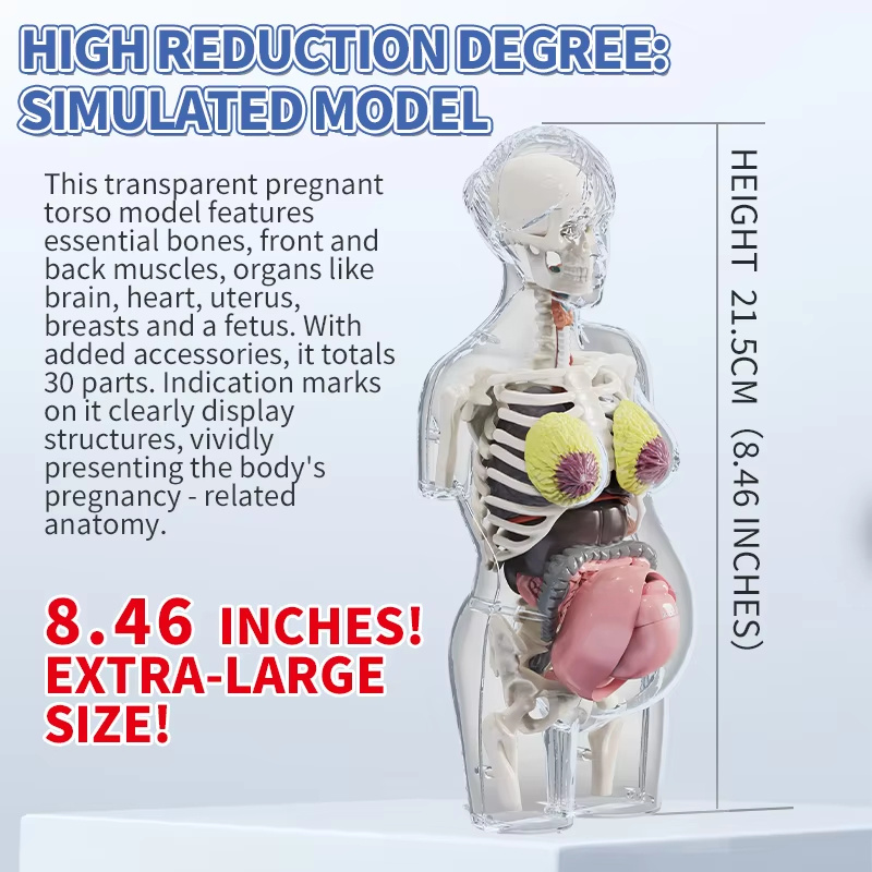 Model Tubuh Manusia Hamil 4D u - Human Body Puzzle ulasan dan harga