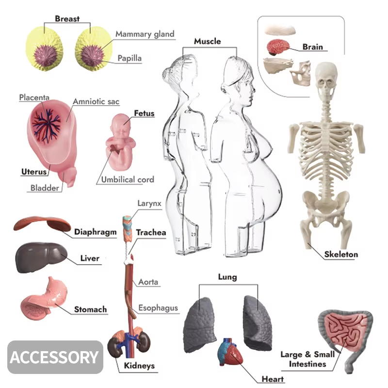 Model Tubuh Manusia Hamil 4D u - Human Body Puzzle ulasan dan harga