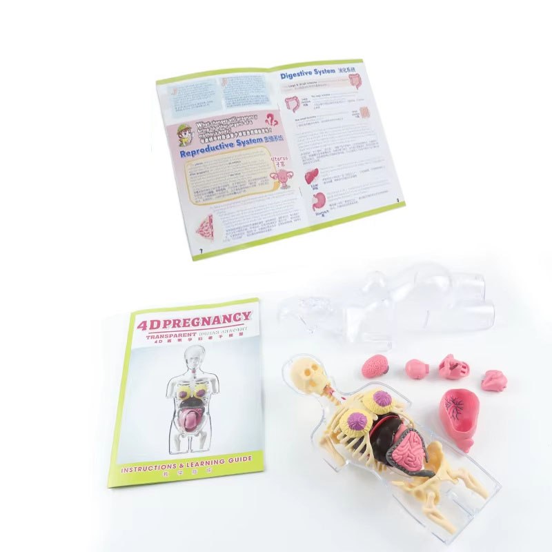 Model Tubuh Manusia Hamil 4D u - Human Body Puzzle ulasan dan harga