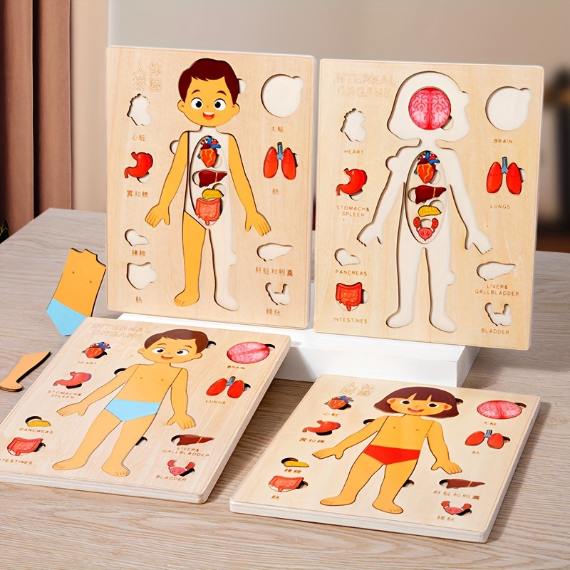 Teka-teki tubuh manusia untuk  - Human Body Puzzle ulasan dan harga