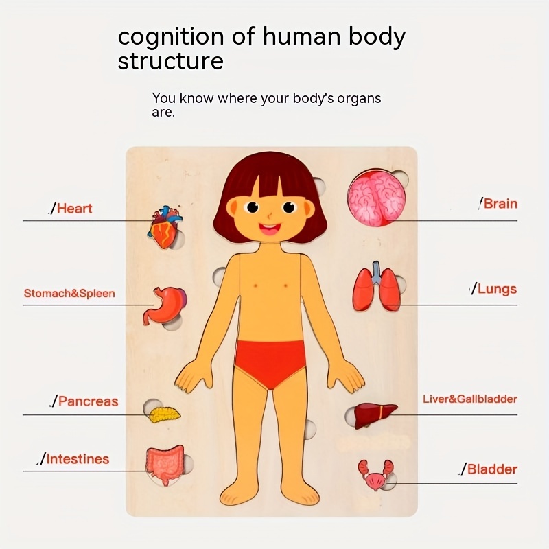 Teka-teki tubuh manusia untuk  - Human Body Puzzle ulasan dan harga