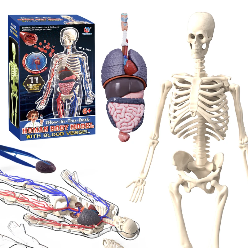 Puzzle Model Organ Manusia Ber - Human Body Puzzle ulasan dan harga
