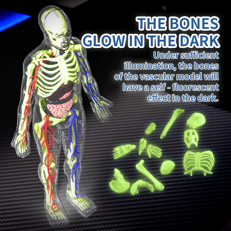 Puzzle Model Organ Manusia Ber - Human Body Puzzle ulasan dan harga