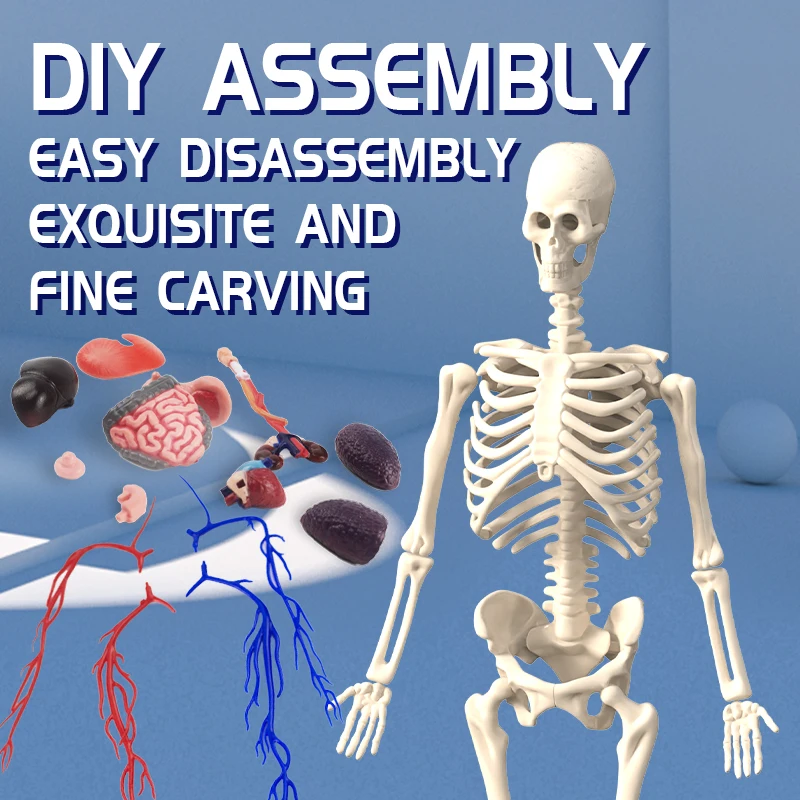 Puzzle Model Organ Manusia Ber - Human Body Puzzle ulasan dan harga