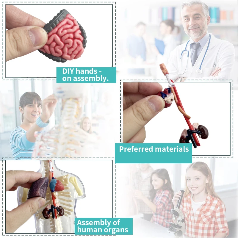 Puzzle Model Organ Manusia Ber - Human Body Puzzle ulasan dan harga