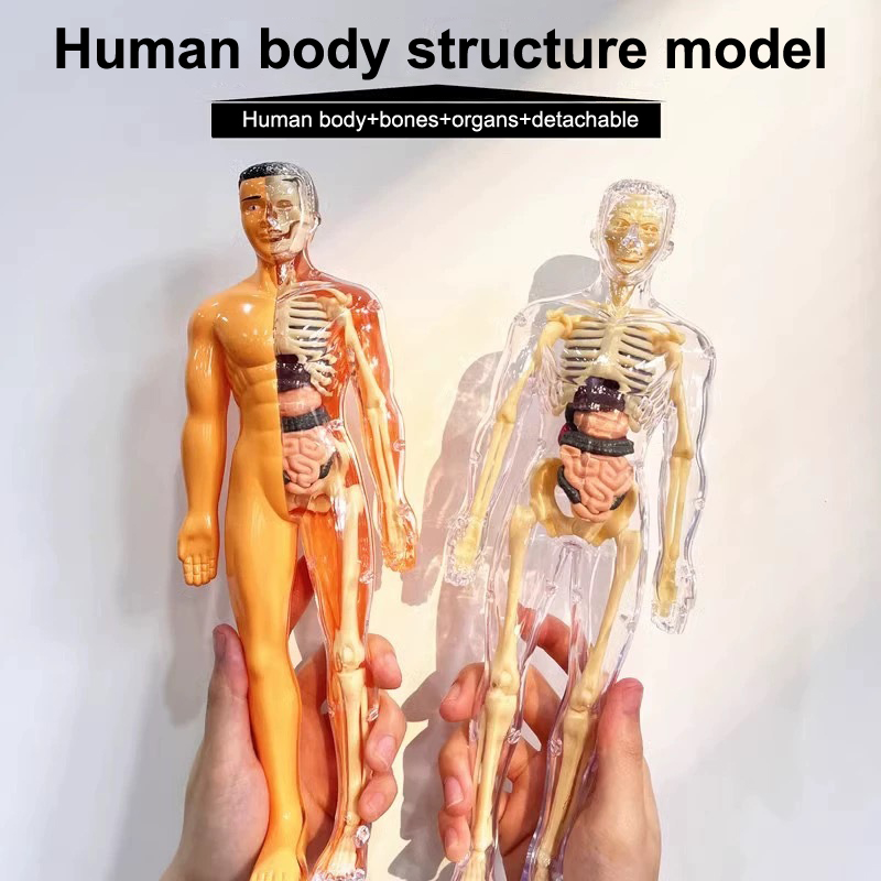 Kit Model Ilmiah Anatomi Organ - Human Body Puzzle ulasan dan harga