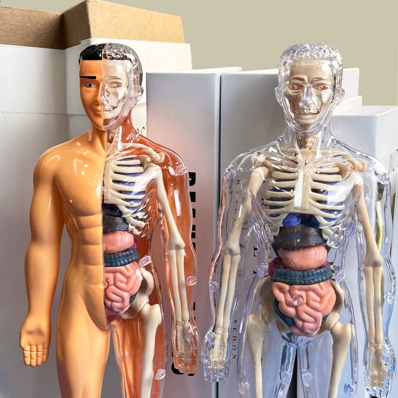 Kit Model Ilmiah Anatomi Organ - Human Body Puzzle ulasan dan harga