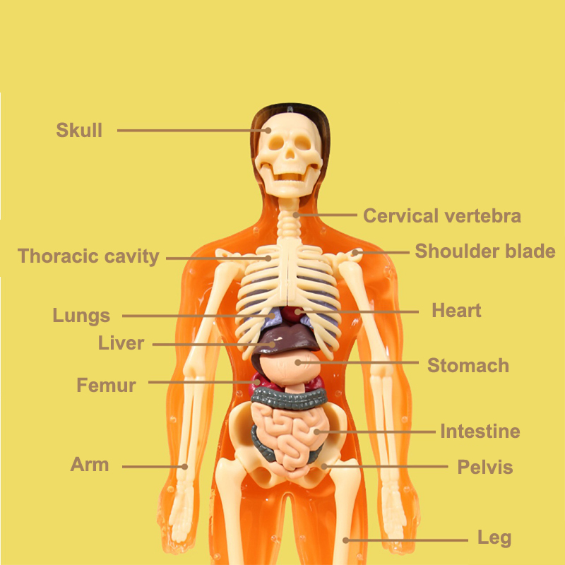 Kit Model Ilmiah Anatomi Organ - Human Body Puzzle ulasan dan harga