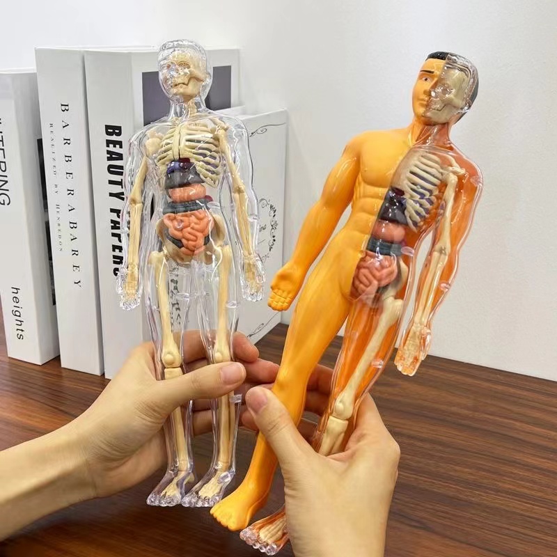 Model Torso tubuh manusia 3D u - Human Body Puzzle ulasan dan harga