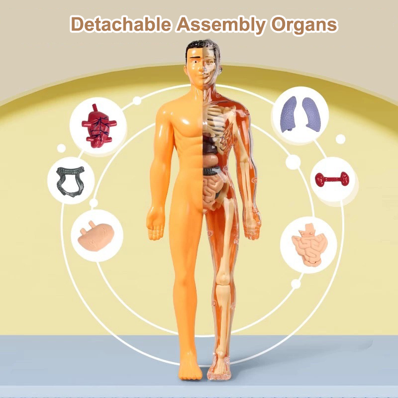 Model Torso manusia 3D anak-an - Human Body Puzzle ulasan dan harga