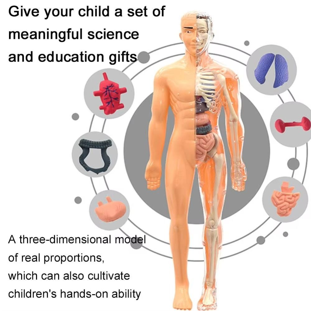 Plastik 3d Model Tubuh Manusia - Human Body Puzzle ulasan dan harga
