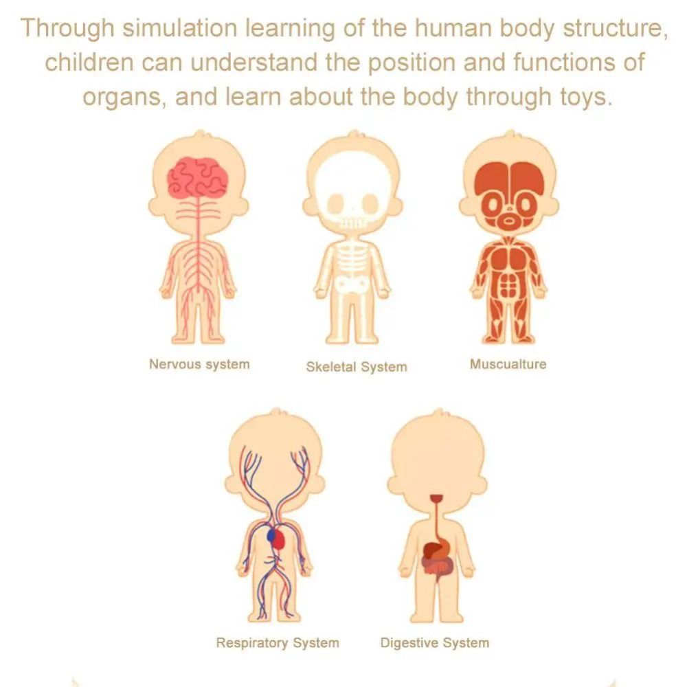 Plastik 3d Model Tubuh Manusia - Human Body Puzzle ulasan dan harga